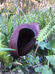 Symplocarpus renifolius