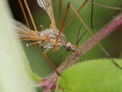 Tipula submarmorata