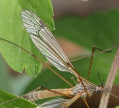 Tipula submarmorata