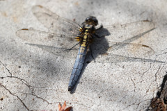 Orthetrum japonicum