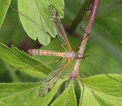 Tipula submarmorata
