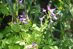Corydalis incisa