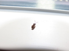 Taphropeltus nervosus