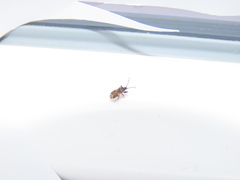 Taphropeltus nervosus