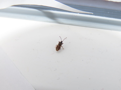 Taphropeltus nervosus