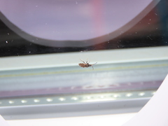 Taphropeltus nervosus