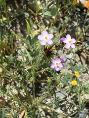 Leptosiphon androsaceus