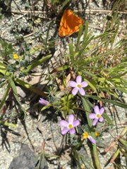 Leptosiphon androsaceus
