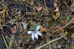 Lobelia perpusilla