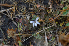Lobelia perpusilla