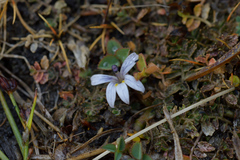 Lobelia perpusilla