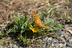 Argynnis hyperbius