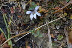 Lobelia perpusilla