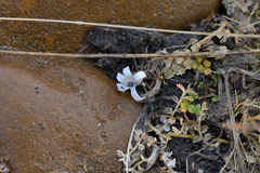 Lobelia perpusilla