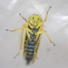 Cicadula