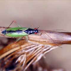Teratocoris antennatus