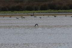 Himantopus novaezelandiae