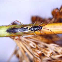 Teratocoris antennatus