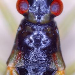 Teratocoris antennatus