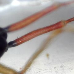 Teratocoris antennatus