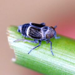 Florodelphax leptosoma