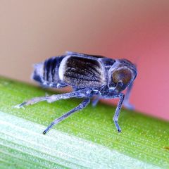 Florodelphax leptosoma