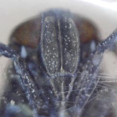 Florodelphax leptosoma