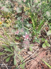 Dorycnium