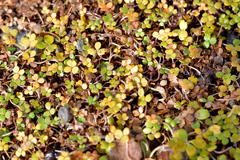 Hydrocotyle hydrophila