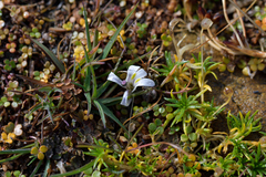 Lobelia perpusilla