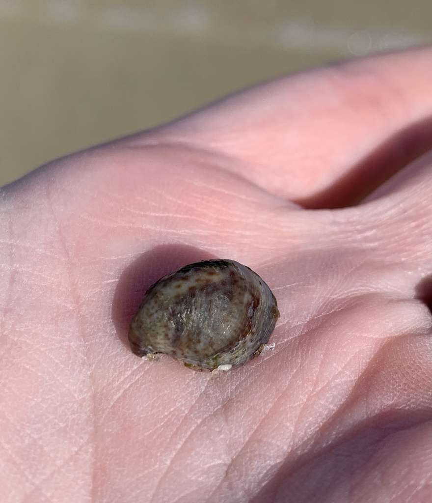 Convex Slippersnail