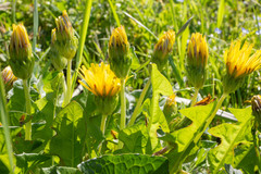 Taraxacum platycarpum