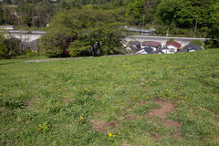 Taraxacum platycarpum