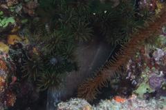 Brotula multibarbata