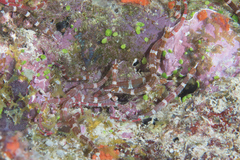 Corythoichthys amplexus