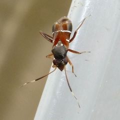 Pilophorus perplexus