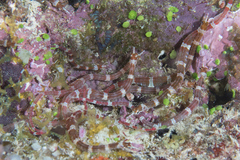 Corythoichthys amplexus