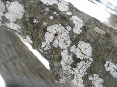 Cylindrobasidium evolvens