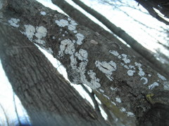 Cylindrobasidium evolvens