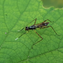 Taeniapterinae