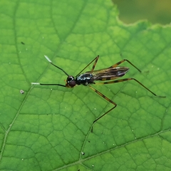 Taeniapterinae
