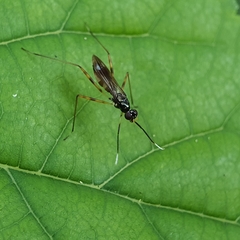 Taeniapterinae