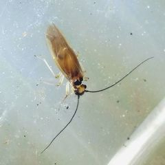 Valenzuela atricornis