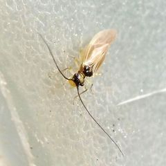 Valenzuela atricornis