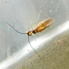 Valenzuela atricornis