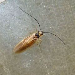 Valenzuela atricornis