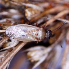 Cymus melanocephalus