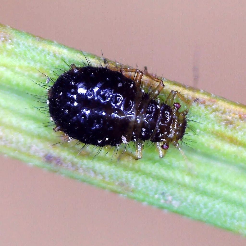 Caricosipha paniculatae