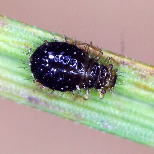 Caricosipha paniculatae