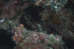 Scorpaenodes hirsutus